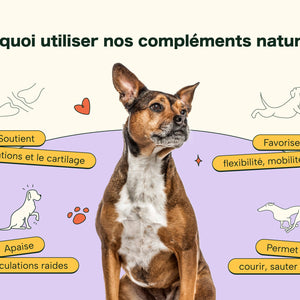 Friandises Naturelles Articulations