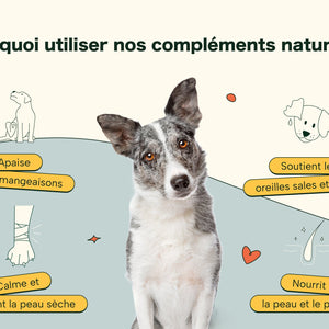 Friandises Naturelles Immunité et Anti-Démangeaisons