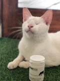 the_blindcats