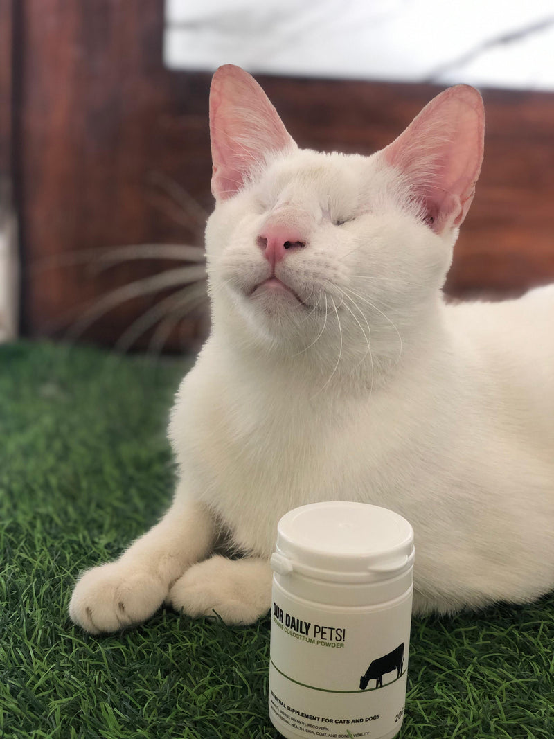 the_blindcats