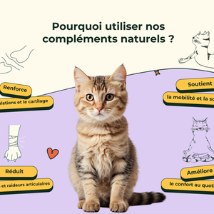 Friandises Naturelles Articulation Chat