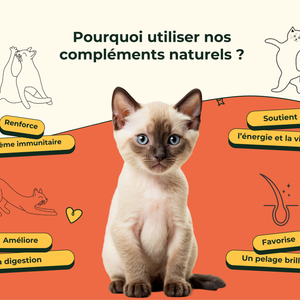 Friandises Naturelles Multivitamii's Chat