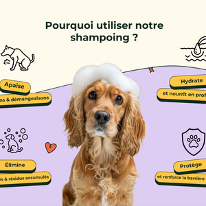 Shampoing réparateur & Anti démangeaisons
