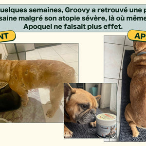 Friandises Naturelles Immunité et Anti-Démangeaisons