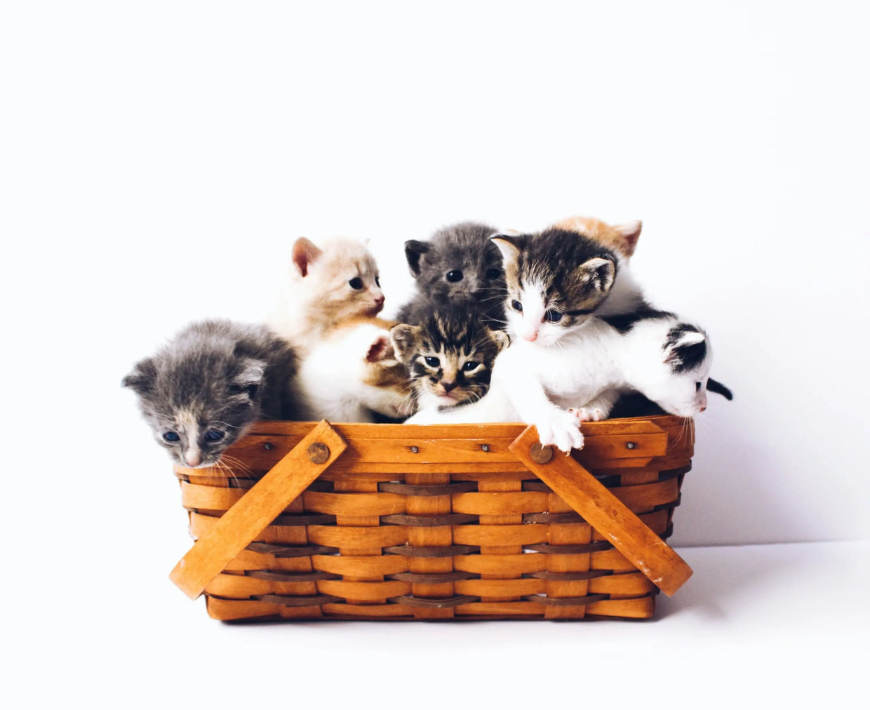 About Our Daily Pet's