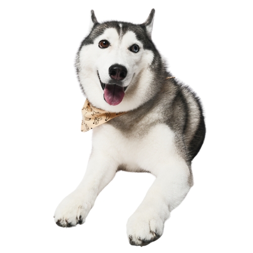 Pet image