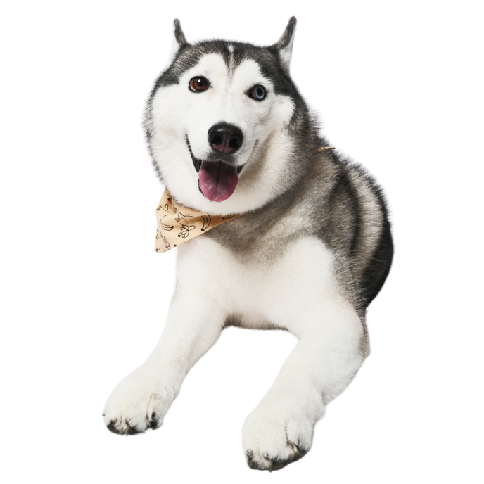 Pet image