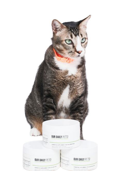 Pet image