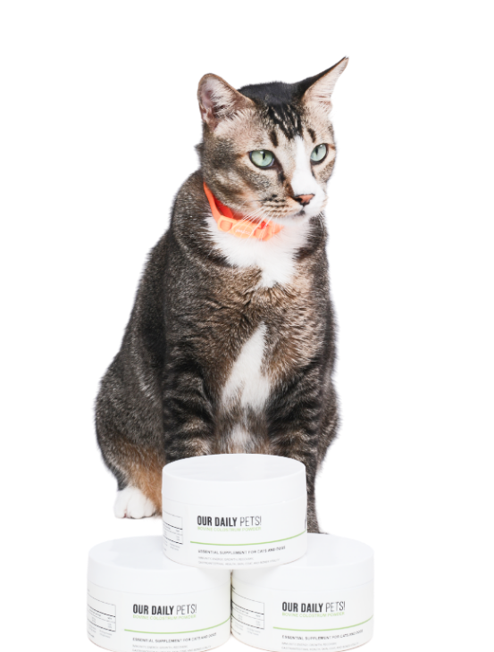 Pet image